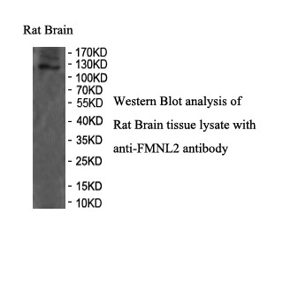 FMNL2 antibody (pAb) FMNL2 antibody (pAb)