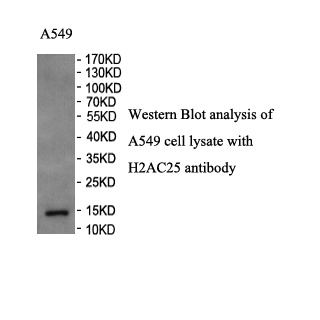 H2AC25 antibody (pAb) H2AC25 antibody (pAb)