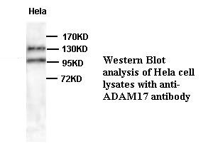 ADAM17 antibody (pAb) ADAM17 antibody (pAb)