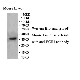 ECH1 antibody (pAb) ECH1 antibody (pAb)