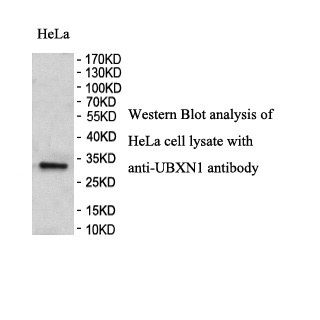 UBXN1 antibody (pAb) UBXN1 antibody (pAb)