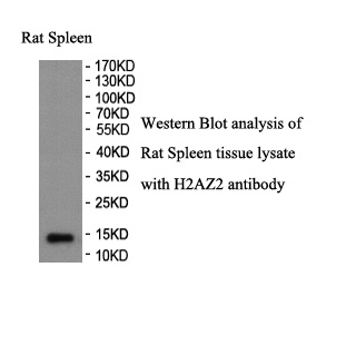 H2AZ2 antibody (pAb) H2AZ2 antibody (pAb)