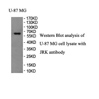 JRK antibody (pAb) JRK antibody (pAb)