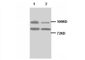 HSP90AA1 antibody (pAb) HSP90AA1 antibody (pAb)
