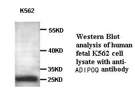 ADIPOQ antibody (pAb)