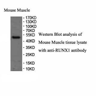 RUNX1 antibody (pAb)