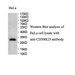 CD300LD antibody (pAb) CD300LD antibody (pAb)