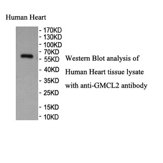 GMCL2 antibody (pAb)