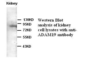 ADAM19 antibody (pAb)