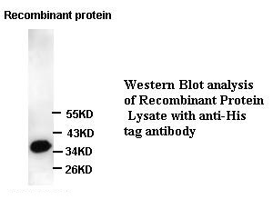 His Tag antibody(pAb) His Tag antibody(pAb)
