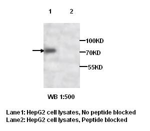 TRAP1 antibody (pAb) TRAP1 antibody (pAb)