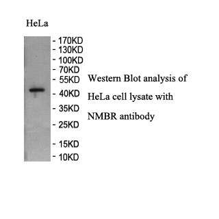 NMBR antibody (pAb) NMBR antibody (pAb)