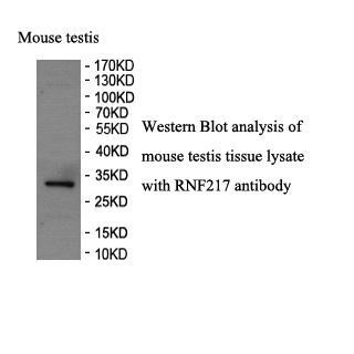 RNF217 antibody (pAb)