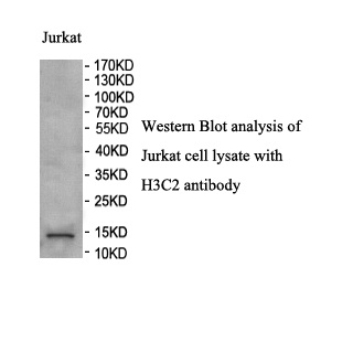H3C2 antibody (pAb)