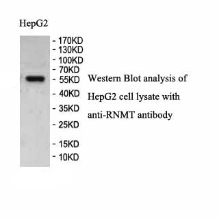 RNMT antibody (pAb)
