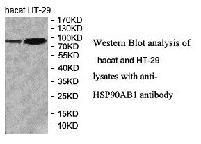HSP90AB1 antibody (pAb) HSP90AB1 antibody (pAb)