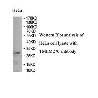 TMEM270 antibody (pAb) TMEM270 antibody (pAb)