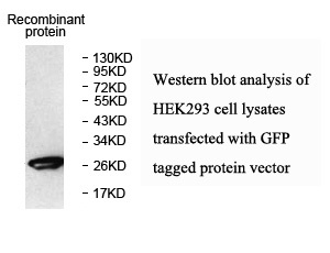 GFP antibody (pAb) GFP antibody (pAb)