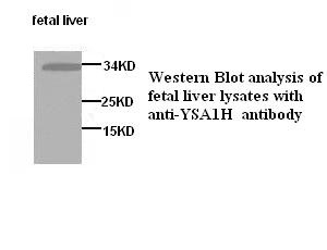 NUDT5 antibody (pAb)