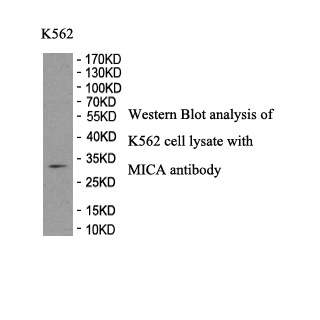 MICA antibody (pAb)