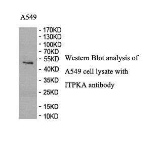 ITPKA antibody (pAb)