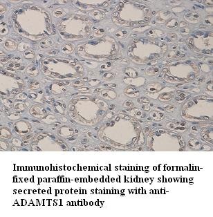 ADAMTS1 antibody (pAb)