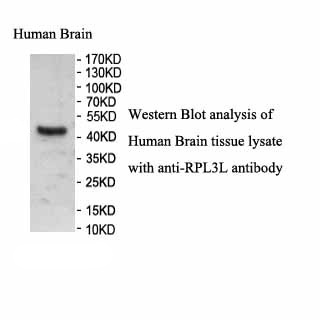 RPL3L antibody (pAb)