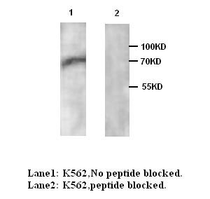 AIFM1 antibody (pAb)