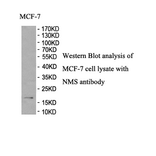 NMS antibody (pAb) NMS antibody (pAb)