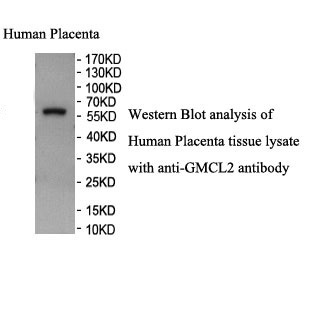 GMCL2 antibody (pAb)