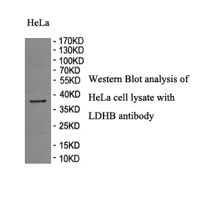 LDHB antibody (pAb) LDHB antibody (pAb)
