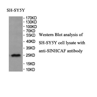 SINHCAF antibody (pAb) SINHCAF antibody (pAb)