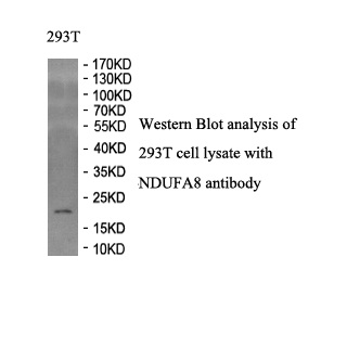 NDUFA8 antibody (pAb) NDUFA8 antibody (pAb)
