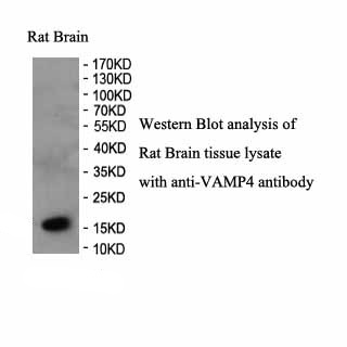 VAMP4 antibody (pAb)