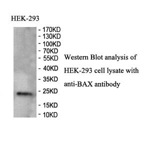 BAX antibody (pAb) BAX antibody (pAb)