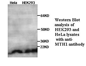MTH1 antibody (pAb) MTH1 antibody (pAb)
