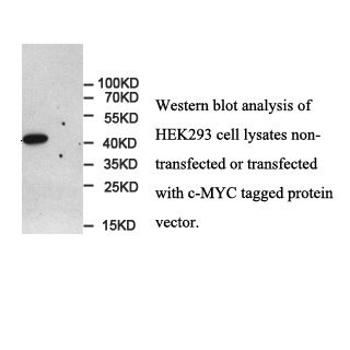 c-MYC tag antibody (mAb) c-MYC tag antibody (mAb)