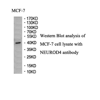 NEUROD4 antibody (pAb) NEUROD4 antibody (pAb)