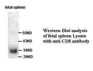 CD8 antibody (mAb) CD8 antibody (mAb)
