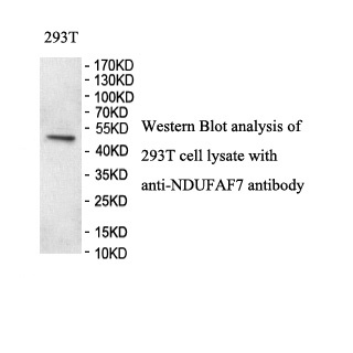 NDUFAF7 antibody (pAb) NDUFAF7 antibody (pAb)