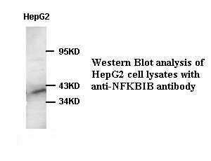 NFKBIB antibody (pAb) NFKBIB antibody (pAb)