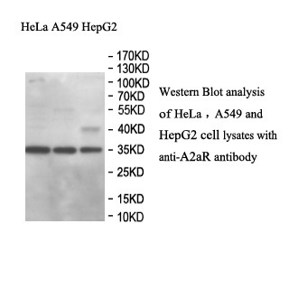 A2aR antibody (mAb) A2aR antibody (mAb)