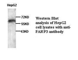 PARP3 antibody (pAb) PARP3 antibody (pAb)