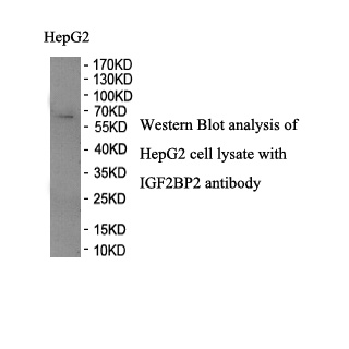 IGF2BP2 antibody (pAb)