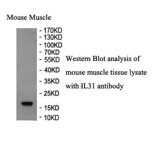 IL31 antibody (pAb)