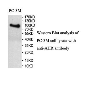 AHR antibody (pAb) AHR antibody (pAb)