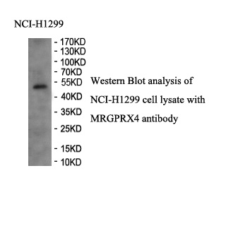 MRGPRX4 antibody (pAb) MRGPRX4 antibody (pAb)