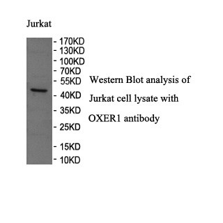 OXER1 antibody (pAb) OXER1 antibody (pAb)