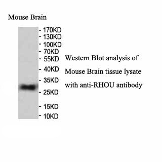 RHOU antibody (pAb) RHOU antibody (pAb)