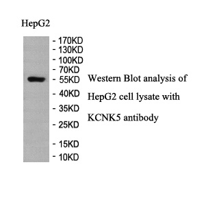 KCNK5 antibody (pAb) KCNK5 antibody (pAb)